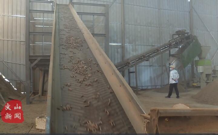 在廣南縣那灑鎮(zhèn)生物質(zhì)顆粒燃料加工廠，粉碎機(jī)、輸送帶、木屑造粒機(jī)呈流水線作業(yè)，將桔桿、枯木等可燃材料加工成顆粒狀成品對外出售.jpg